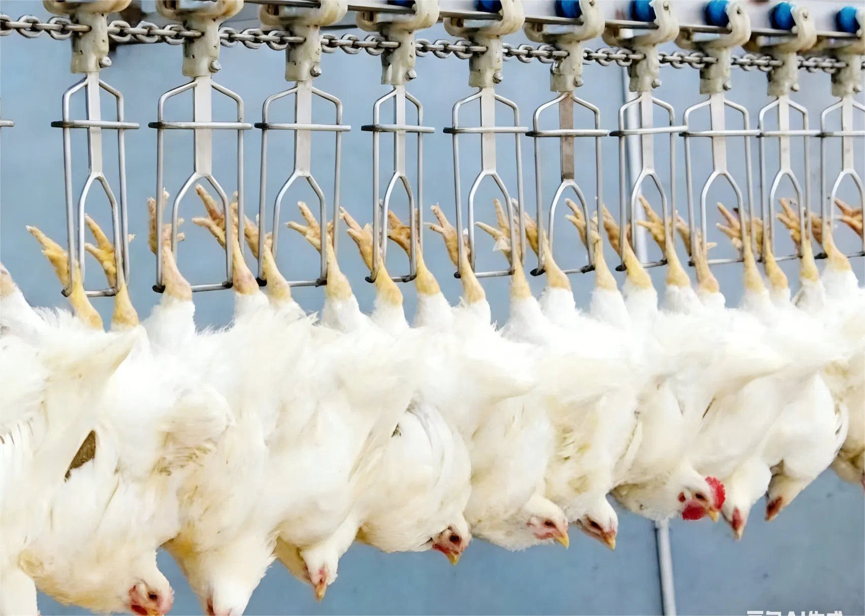 Автоматическое оборудование для убоя птицы Halal