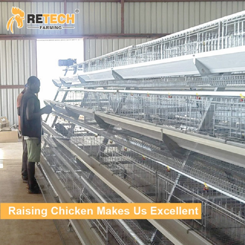Клетка для кур-несушек на 10000 птиц с автопоилкой